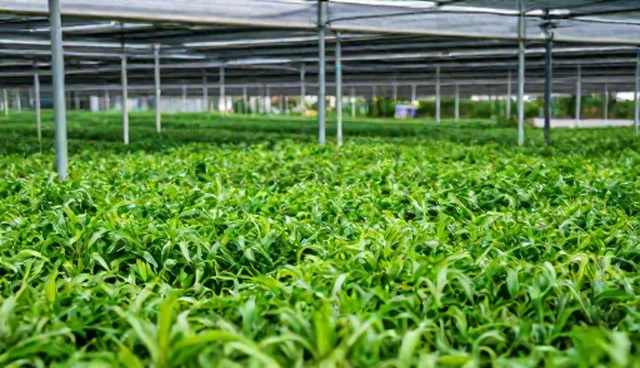 商务服务效率提升的适用情况与限制分析